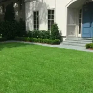 Beautiful Zoysia Lawns - lawn care