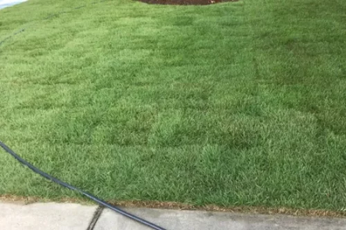 The Benefits of Zoysia Grass: The Perfect Low-Maintenance Lawn Solution
