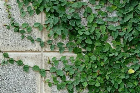 Creeping Fig Ivy