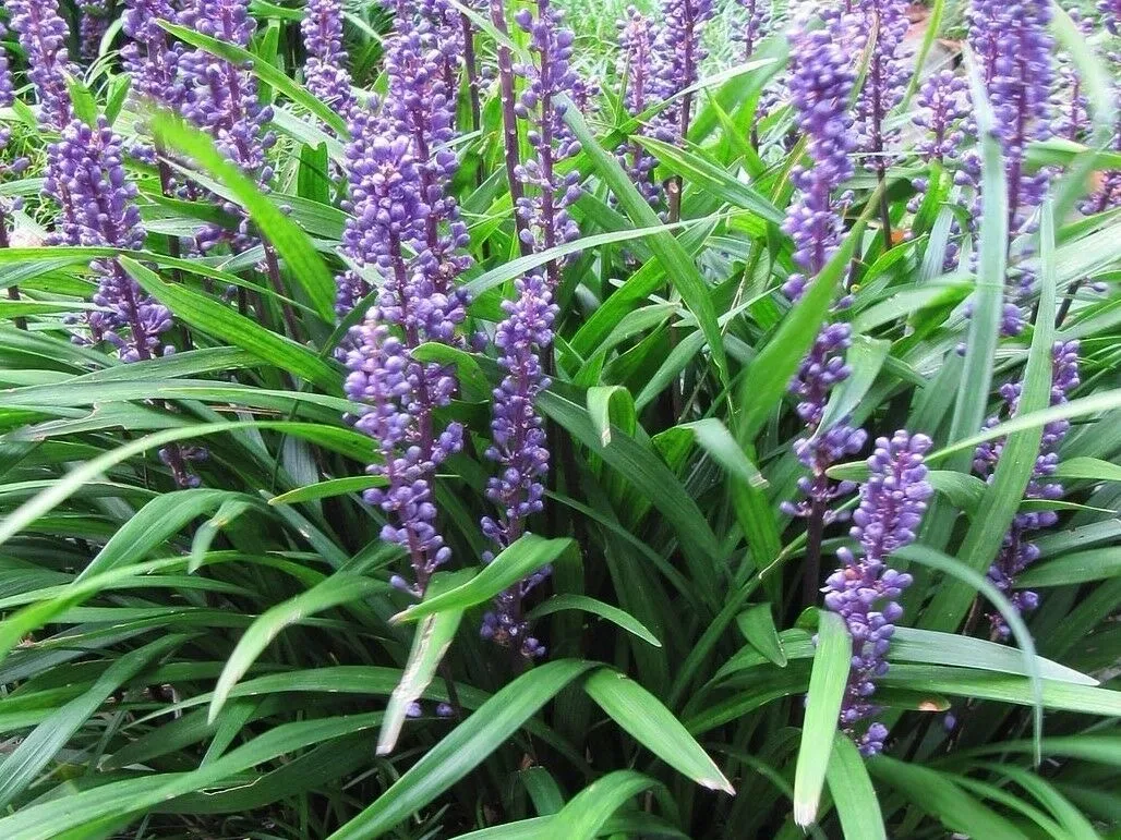 February Great time to trim Liriope and Ground covers