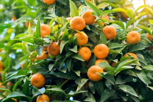 Great tips for growing Satsumas