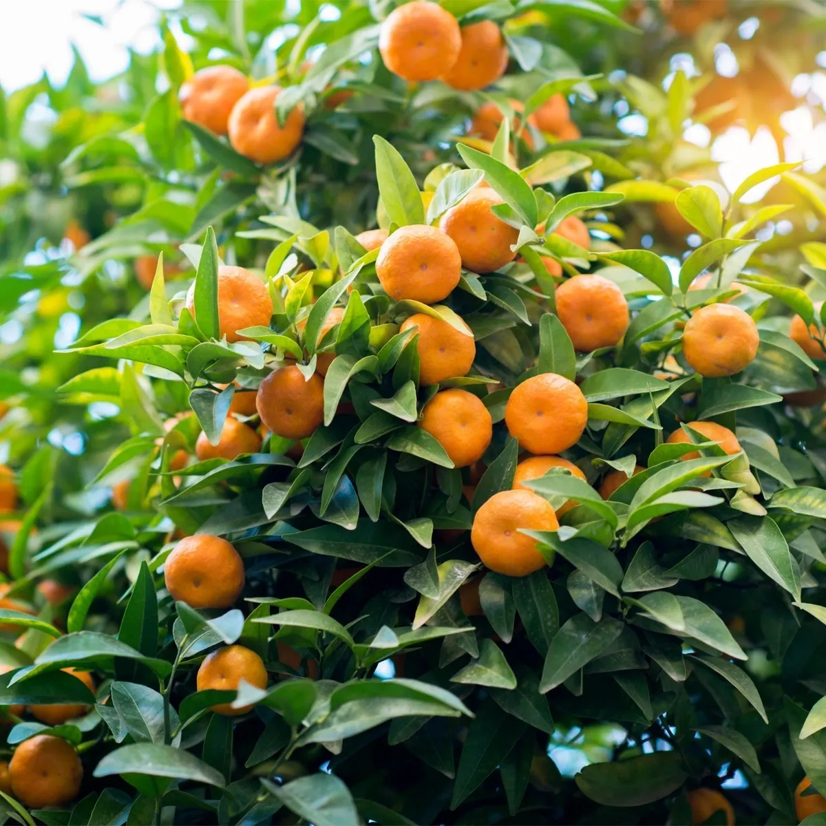 Great tips for growing Satsumas