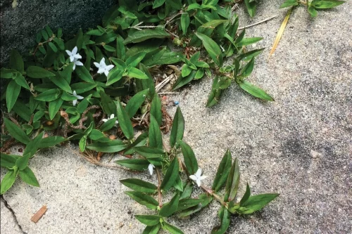 How do I get rid of Virginia Buttonweed?