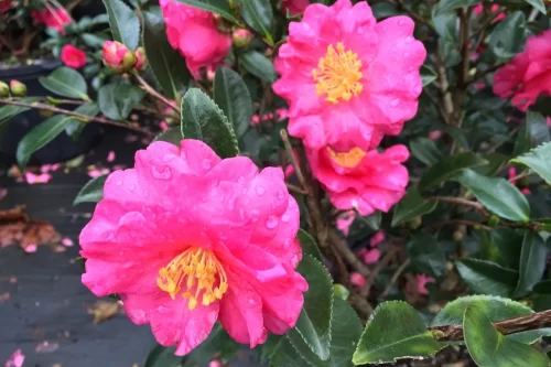 How to grow Beautiful Camellias
