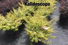 Kaleidoscope Albelia