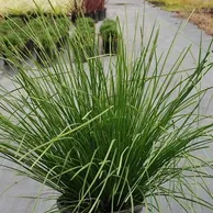 Lamandra Grass