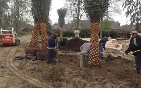Palm Tree Installations