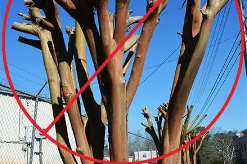 Proper Techniques to Trim Crape Myrtle Trees