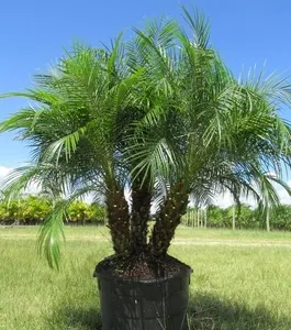 Robolinni Palm