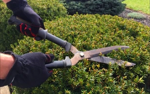 Trim Shrubs, Trees and Remove weeds