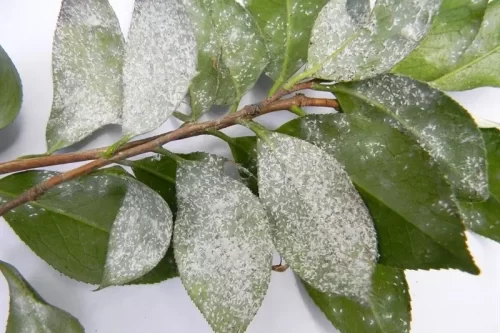 What is White Stuff on My Camellias?