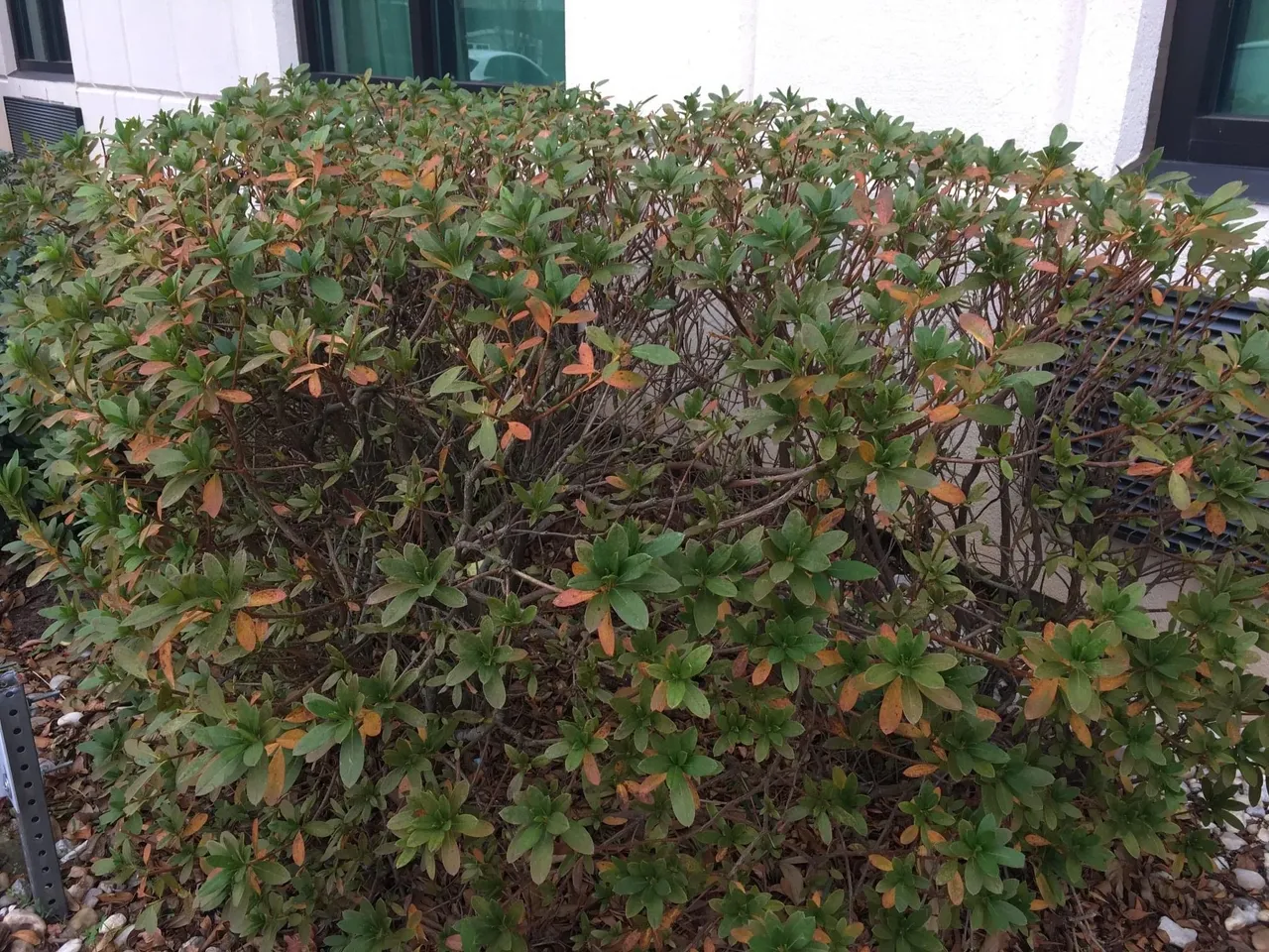 Why are my Azaleas dropping Leaves in Winter?