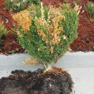 Why are my boxwoods turning brown