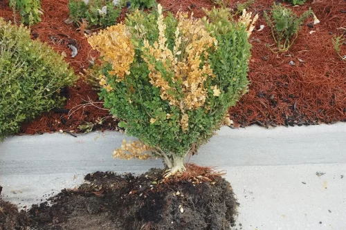 Why Are My Boxwoods Turning Brown?