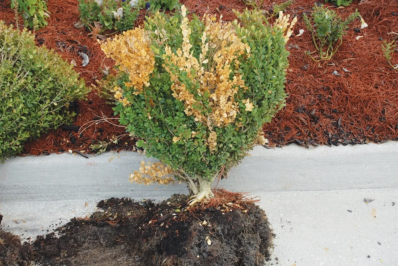 Why are my boxwoods turning brown?