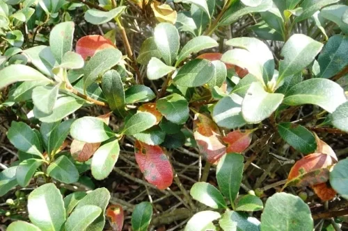 Why do I have Brown Spots Indian Hawthorne?