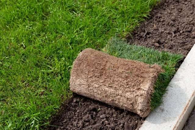 How to Choose the Right Type of Sod for Your Lawn: A Guide