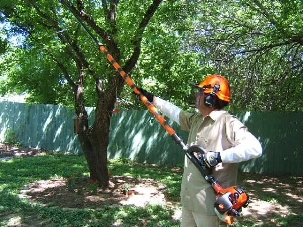 The Benefits of Hiring a Licensed Arborist