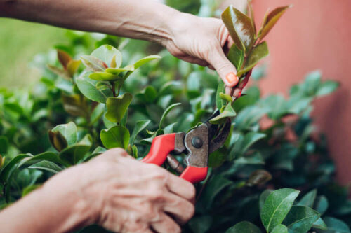 The Correct Way to Prune Your Camellias