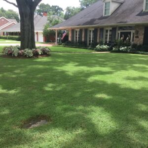 Certified grade A Zoysia