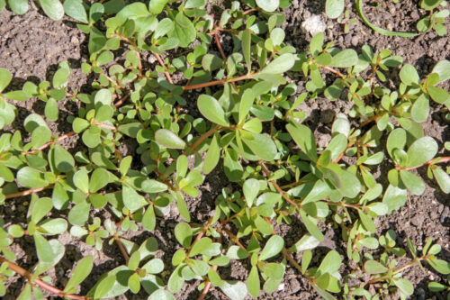 Tips to Keep Purslane Out of Your Lawn and Garden