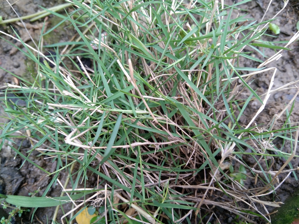 Torpedo Grass Weeds How to Control and Remove from Your Lawn