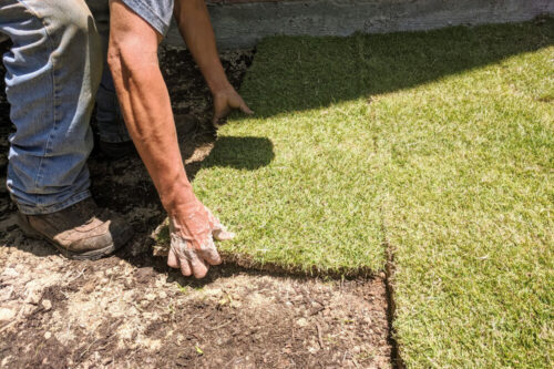 New Orleans Sod: Best Grass for Your Lawn in the Big Easy