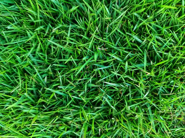 How Long Does It Take Zoysia Sod to Root in New Orleans? - Clean Cut