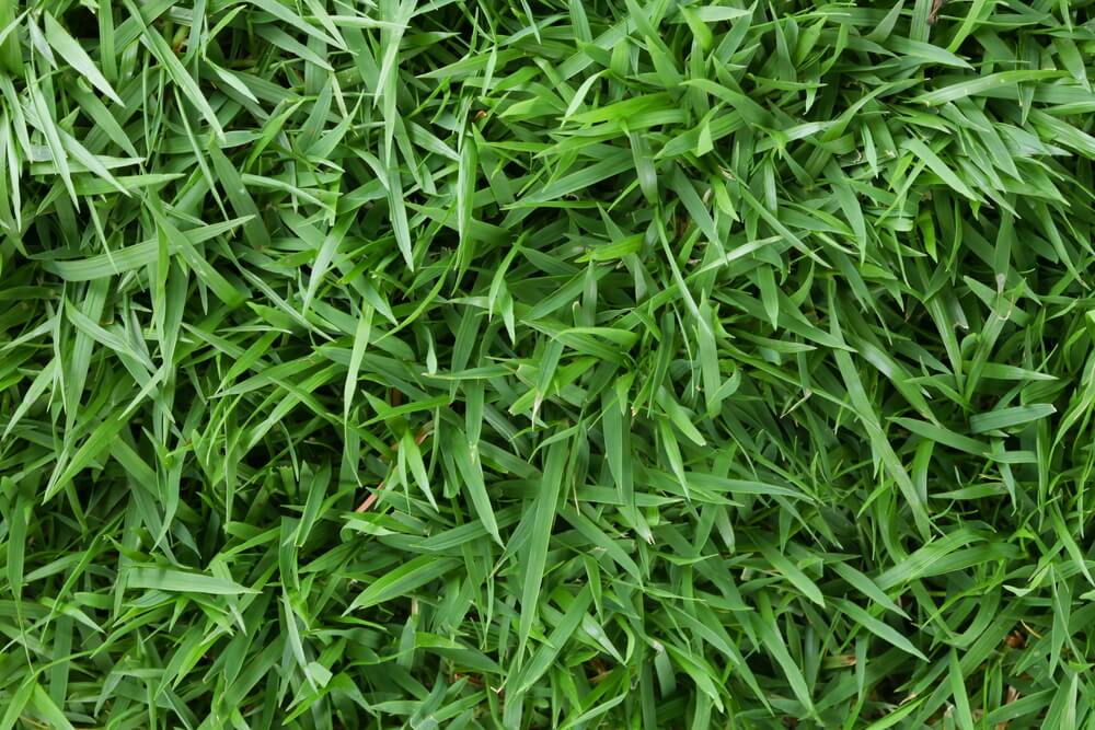 weeds in zoysia lawn