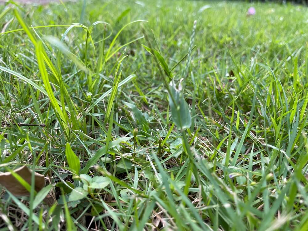 How Can Do I Prevent Weeds In Zoysia Lawn