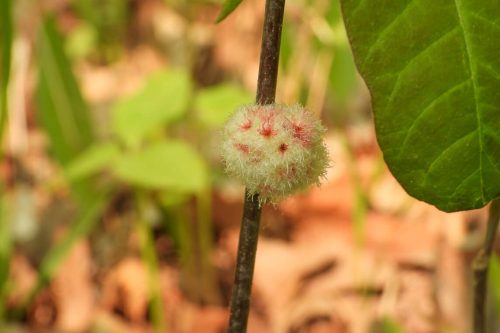 What Are Those Fuzzy Growths on Your Oak Trees?