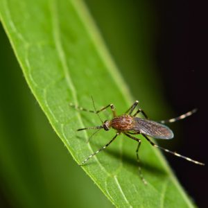 repell mosquitos