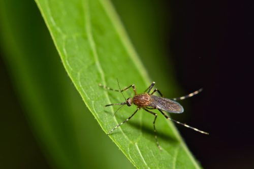 Landscaping To Reduce Mosquito Problems in Louisiana Yards