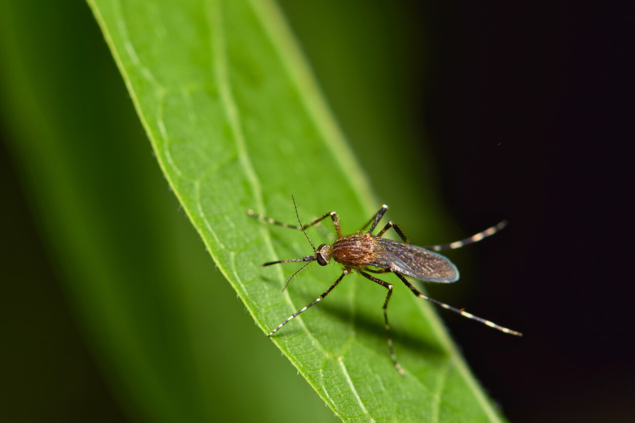 Landscaping To Reduce Mosquito Problems in Louisiana Yards