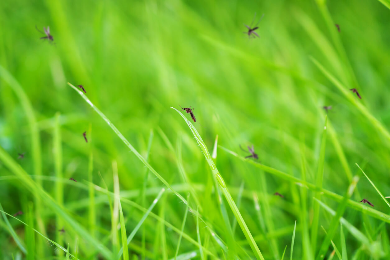 repell mosquitos