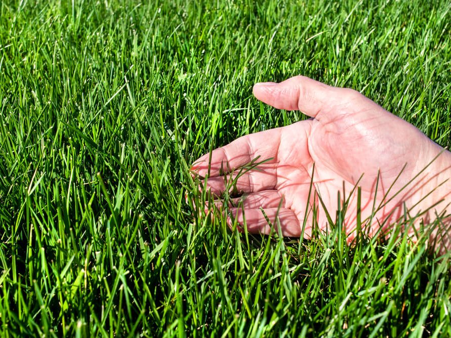 clean cut landscape co - yard maintenance tips