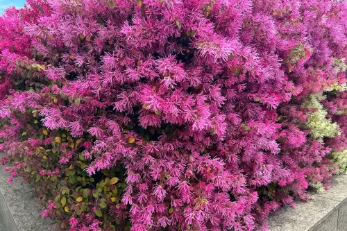 Best Plants for Front Yards in New Orleans
