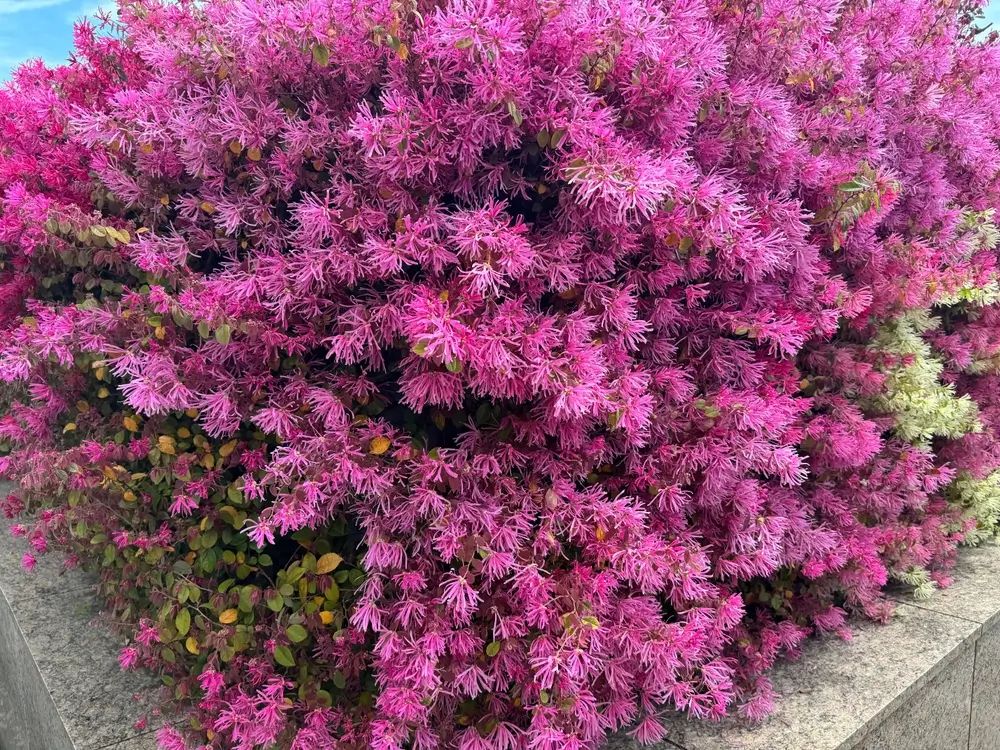 Best Plants for Front Yards in New Orleans