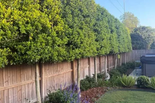 Eagleston Holly Trees vs. Traditional Privacy Hedges in Metairie: Which Makes More Sense for Your Yard?
