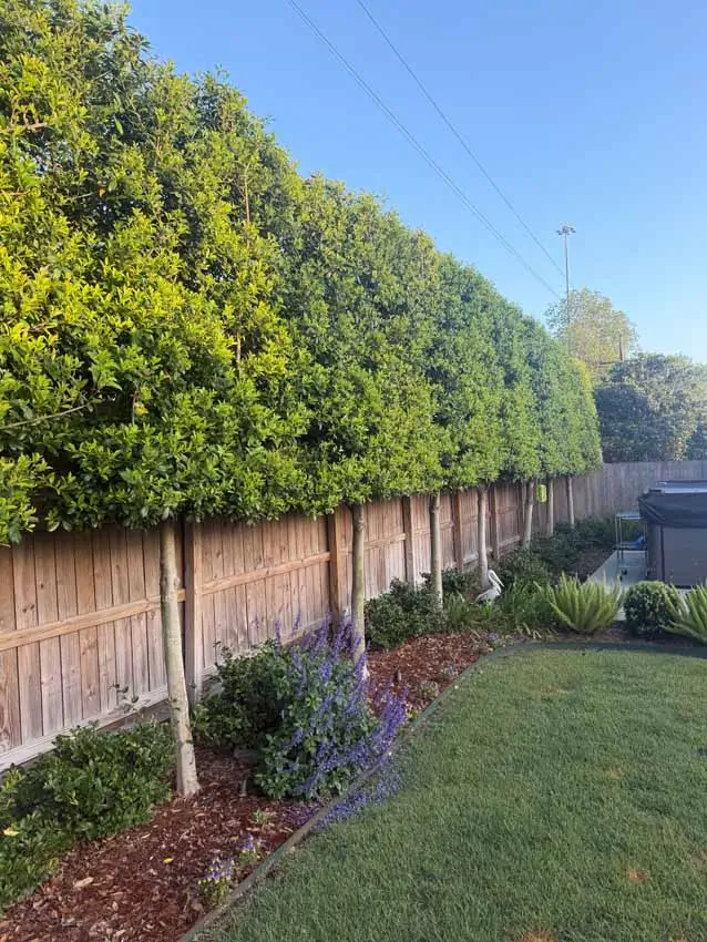 Eagleston Holly Trees vs. Traditional Privacy Hedges in Metairie: Which Makes More Sense for Your Yard?