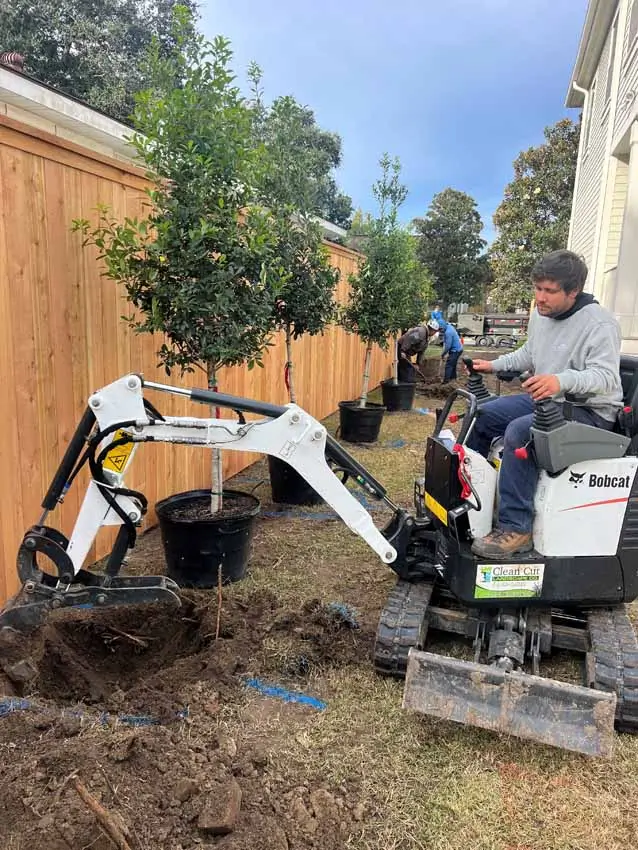 Eagleston Holly Trees