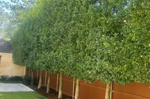 Why Eagleston Holly Trees Are a Smart Privacy Choice for Homes in Metairie