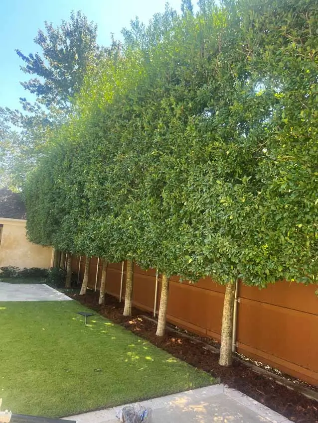 Why Eagleston Holly Trees Are a Smart Privacy Choice for Homes in Metairie