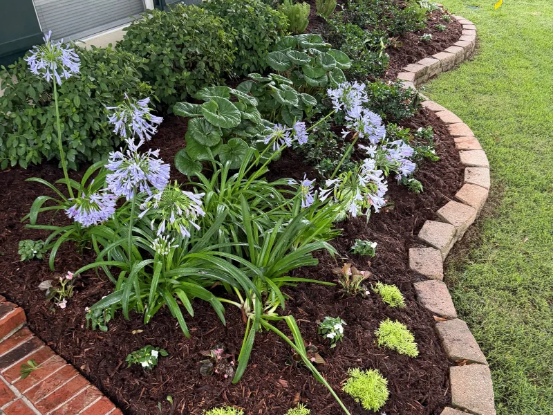 Metairie Frontyard Transformation