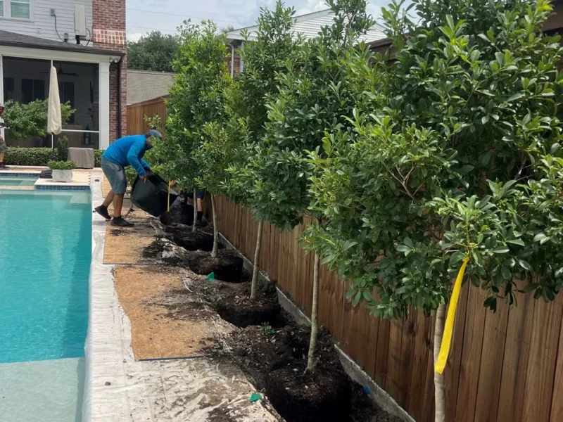 Eagleston Holly trees pool landscaping in River Ridge